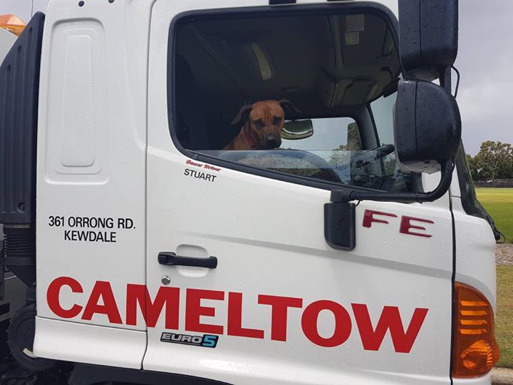 1.Camel.Perth.b.jpg