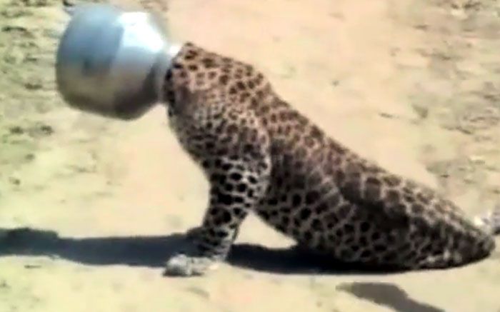 151002LeopardHeadInPot-jpg.jpg