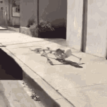 Funny skeleton GIF