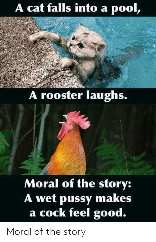 a-cat-falls-into-a-pool-a-rooster-laughs-moral-43061898.png