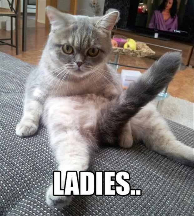 aa-funny-sexy-cats-9.jpg