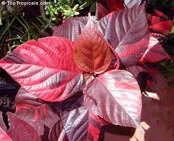 Acalypha.jpg