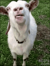 b0d9ef56863f980b226263effe93a930_w200.gif
