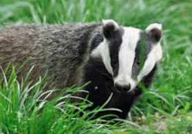 badger.PNG