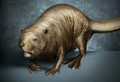 bald-beaver.jpg