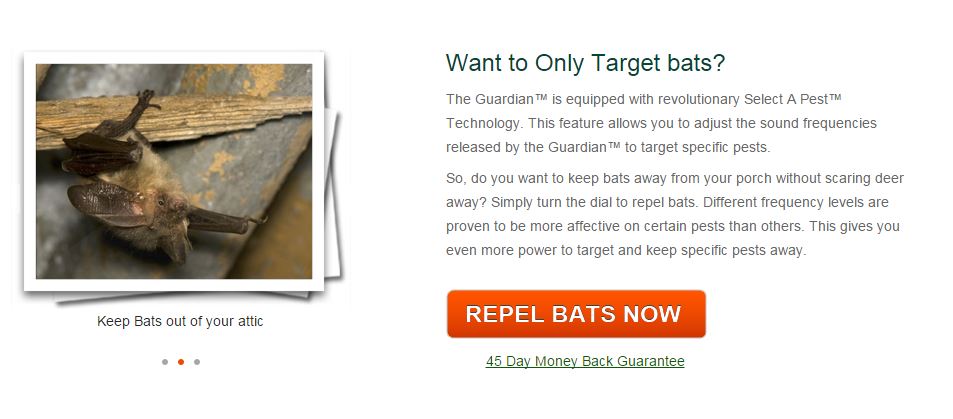 bat.JPG
