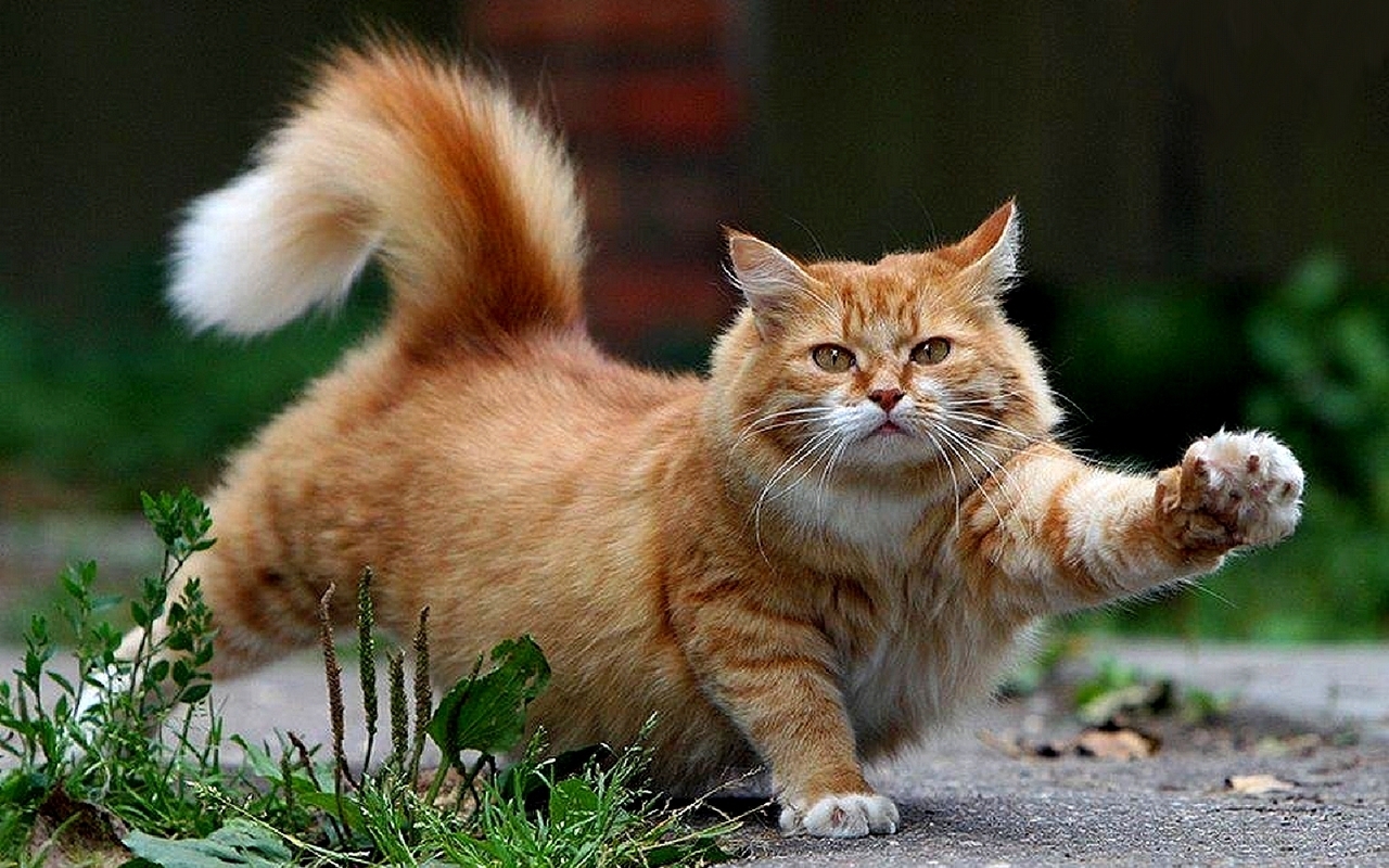 Beautiful-Cat-cats-16096437-1280-800.jpg