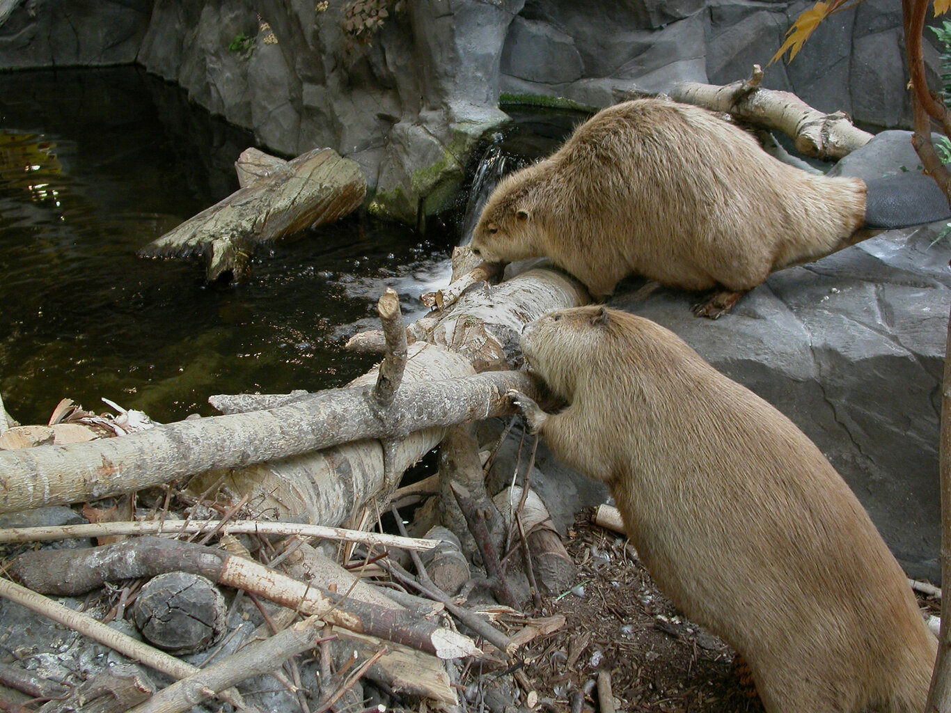 Beavers-building-dam.jpg