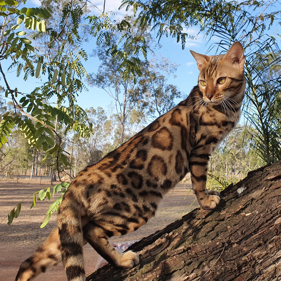 bengal-cats.jpg