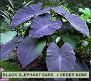 Black Elephant Ears.jpg