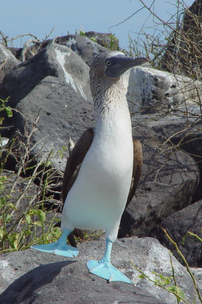 Blue-footed_Booby_%28Sula_nebouxii%29_-one_leg_raised.jpg