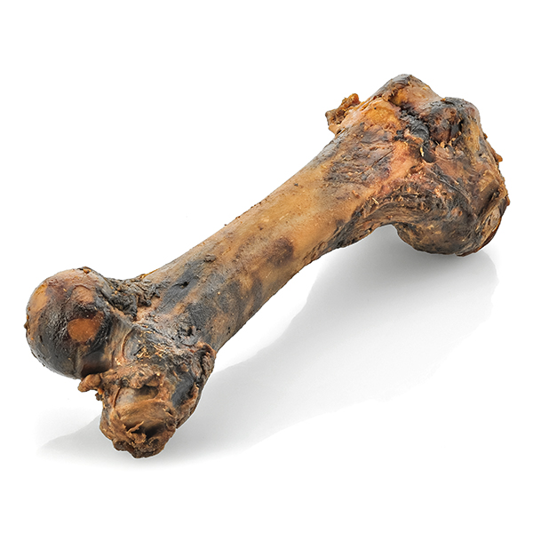 bones1.jpeg