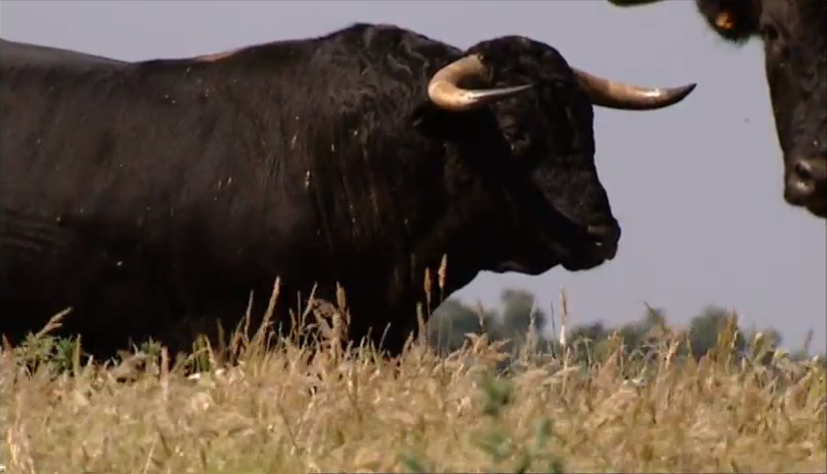 bulls1.jpg