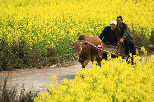 canolafields04-640x424.png