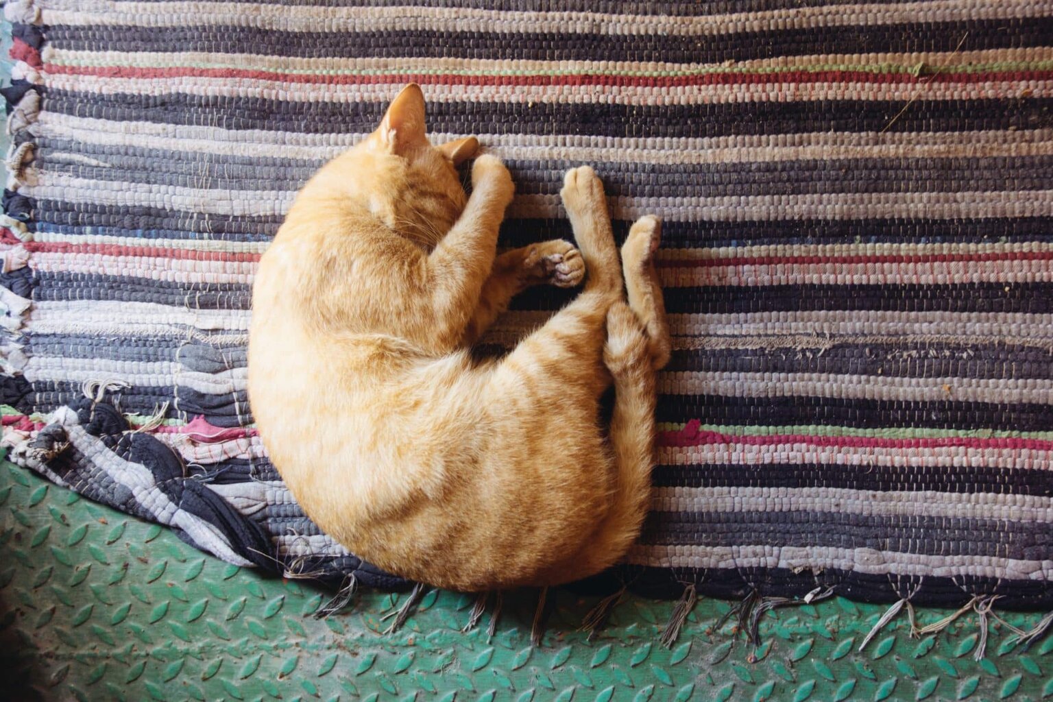 cat-asleep-on-rug-min.jpg