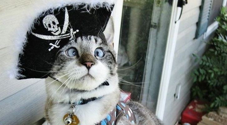 cat cute.jpg