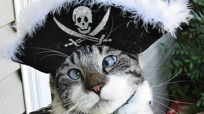 cat.jpg