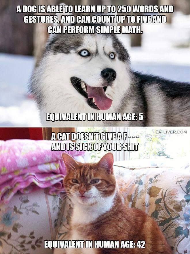 cat.jpg