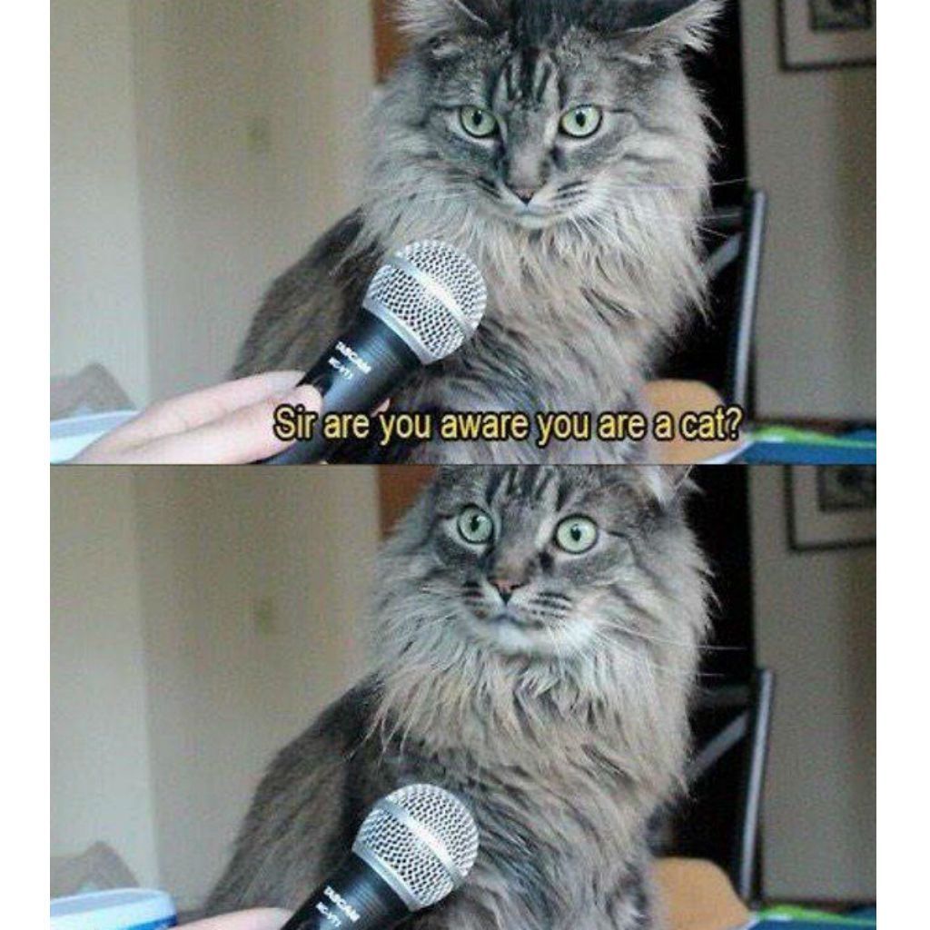 cat-meme-51.jpg