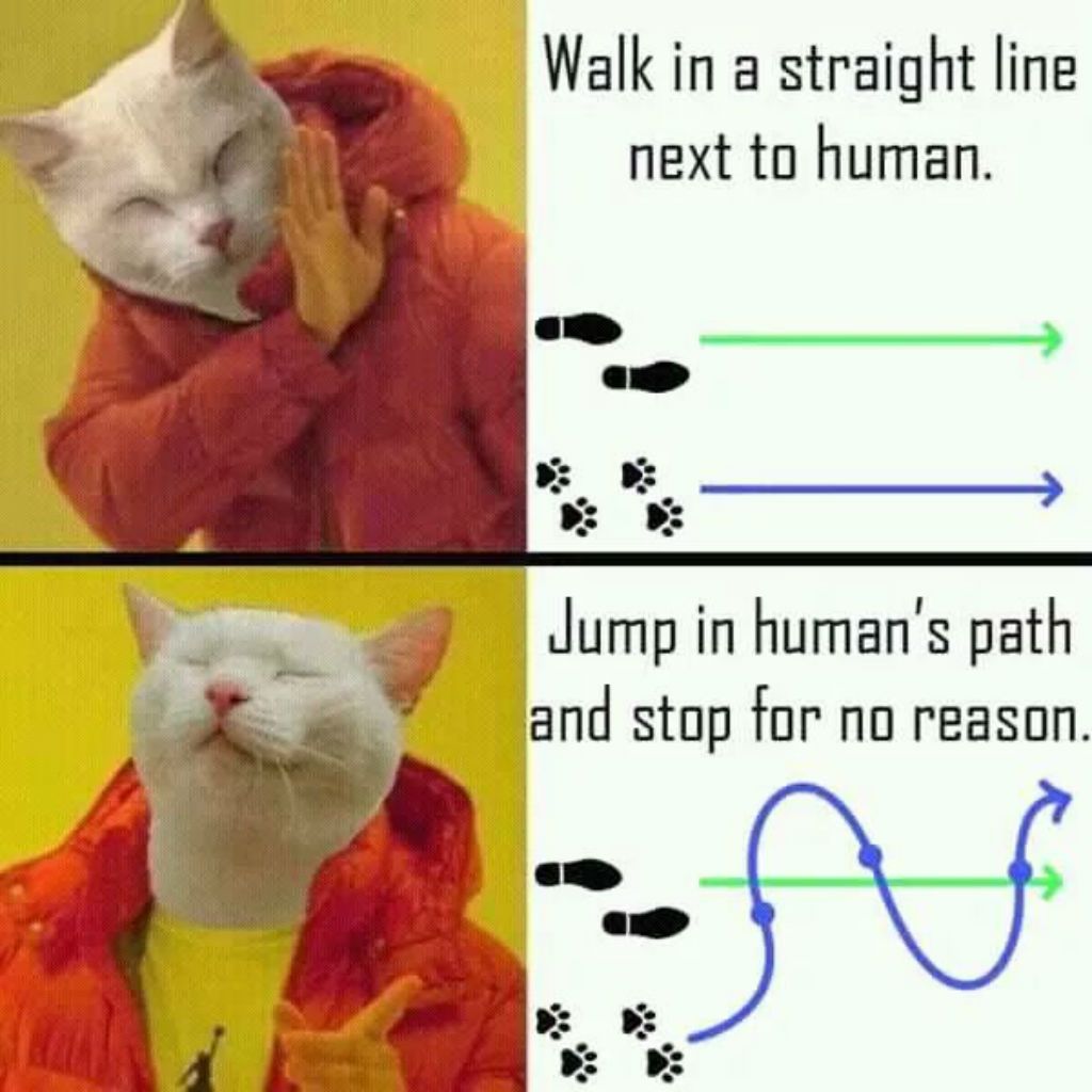 cat-meme-66.jpg