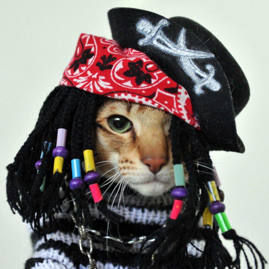cat1.jpg