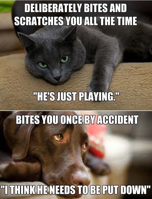 cat2.jpg