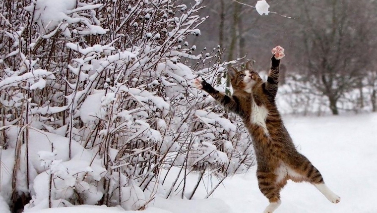 Cat_Versus_Snow_Featured.jpg