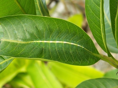 caterpillar_6.jpg