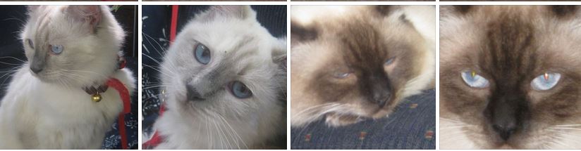 cats.JPG