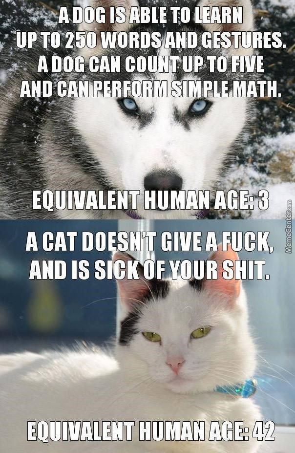 cats.jpg