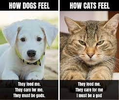 cats.jpg