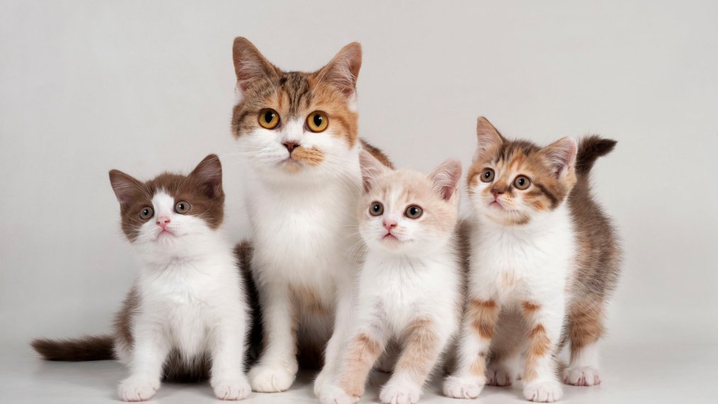 cats.jpg