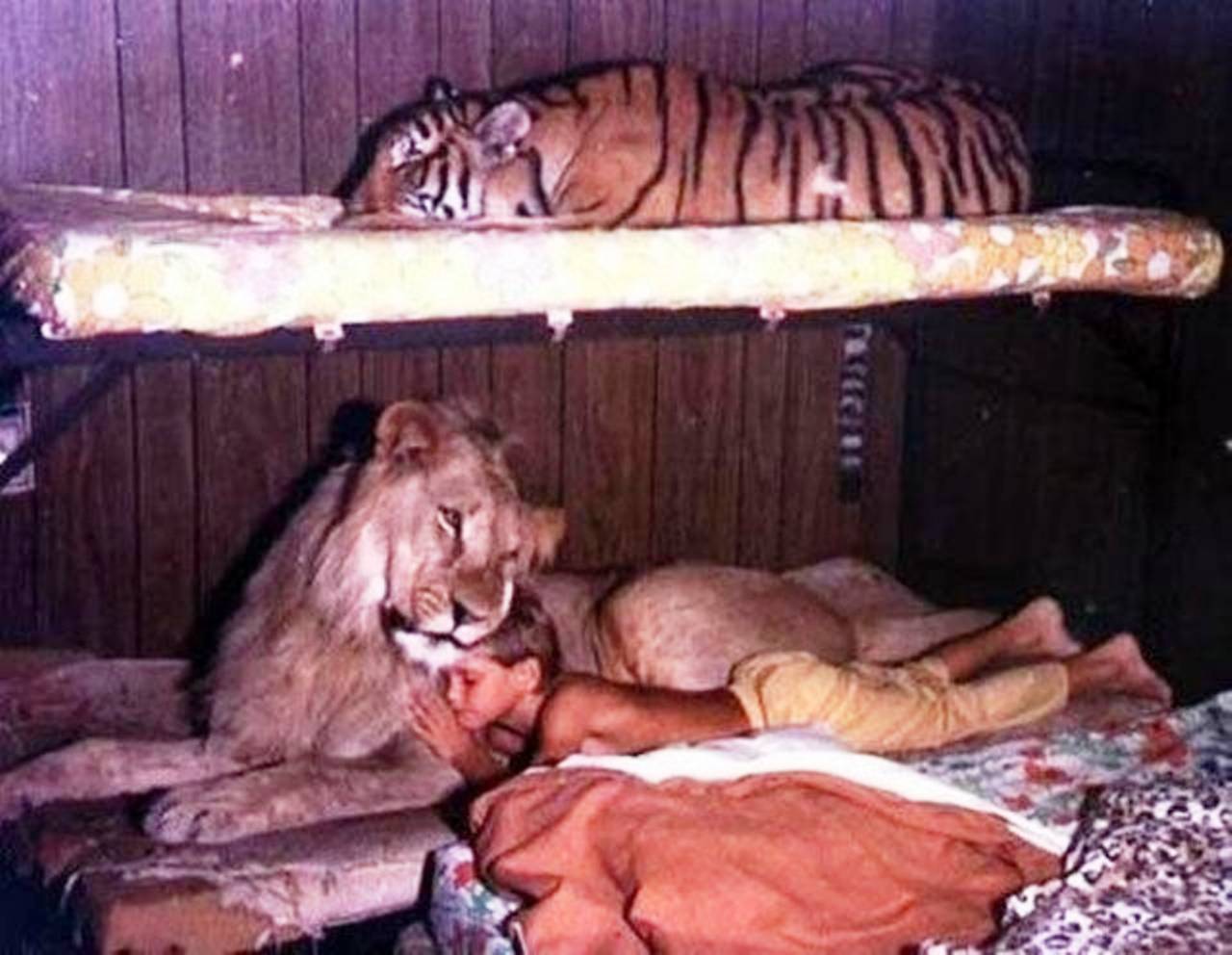 cats on the bed lion tiger.jpg