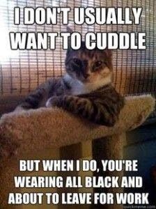 cats1.jpg