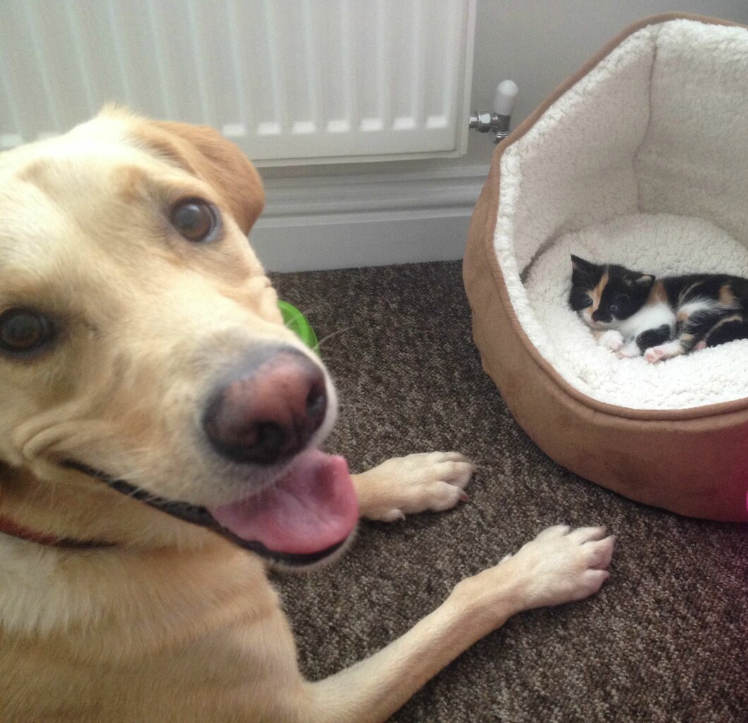 cats3.jpg