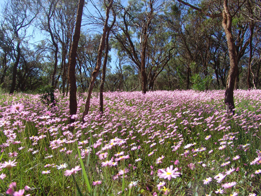 chapman-valley-wa-wildflowers.JPG