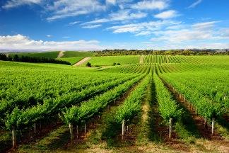 clare wine1.jpg