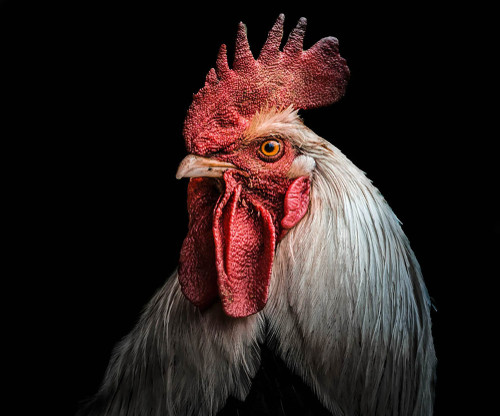 cock._large.jpg