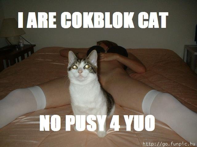 cockblockcat.jpg