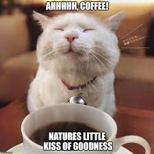 coffee and cat.jpg