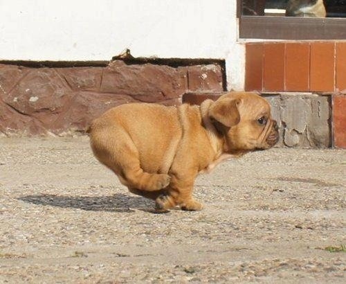 cute pug.jpg