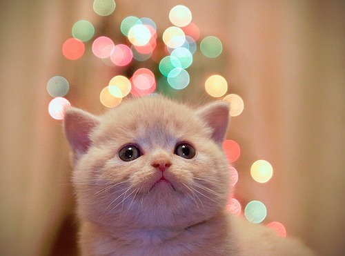 Cuteness-level..-over-9000.jpg