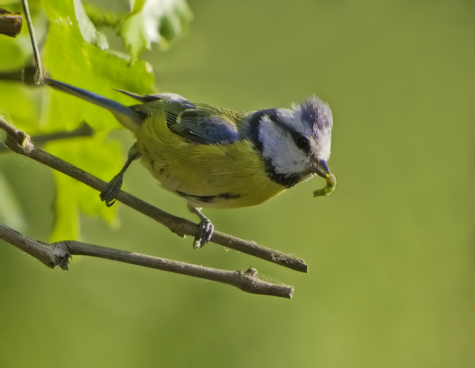 CyanistesCaeruleusWithForage.jpg