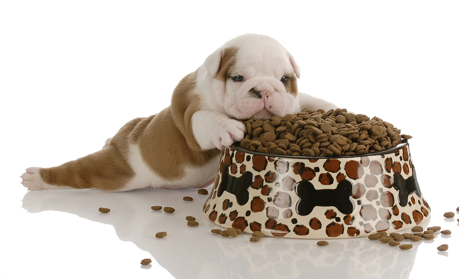 doggy-food.jpg