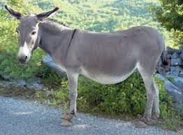 donkey.jpg