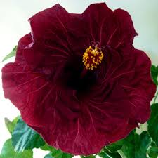 Dragons Heart.jpg