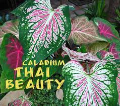 Elephant Ears Caladium.jpg