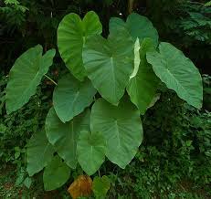 Elephant ears green.jpg