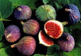 figs.jpg