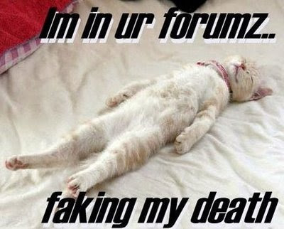 funny+cat+wallpapers-2.jpg